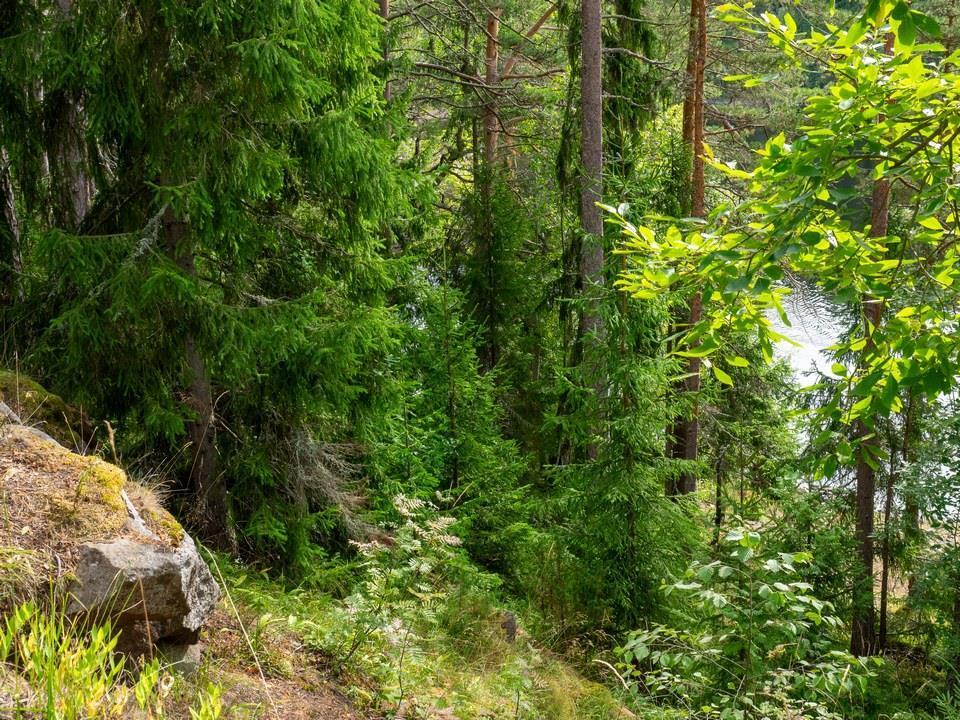 49. Лес на Валааме